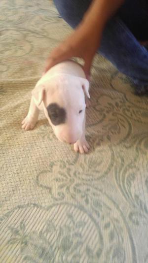 bull terriers pirtas tricos negros 