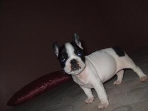 bulldog frances CACHORROS DISPONIBLES,, , SOLES