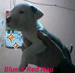 cachorro blue