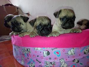 cachorros pug