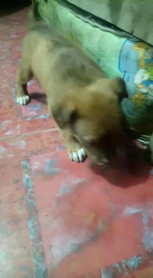 pitbull de un mes