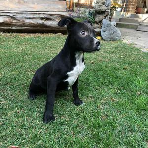 American Bully
