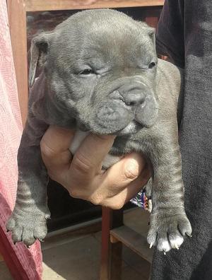 American bully blue and White