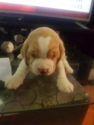 Beagle Cachorro Tricolor en Venta