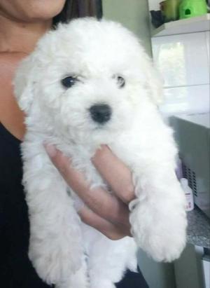 Bichon Frise