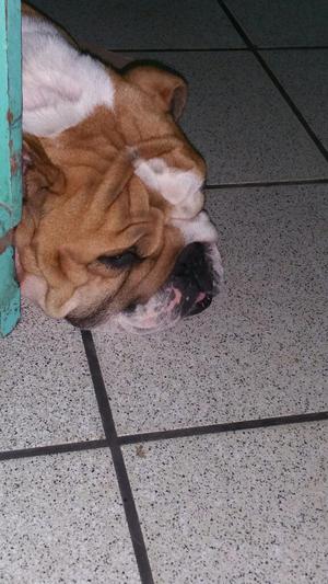 Bulldog Ingles,pedegree