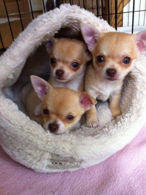 CHIHUAHUA CACHORRITOS RAZA TOY CABEZITA DE MANZANA