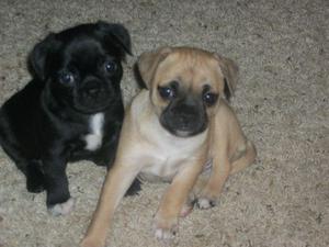 CHIHUAHUA CON PUG