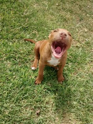 Cachorra Pitbull Red Nose