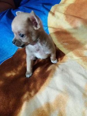 Cachorrito Chihuahua