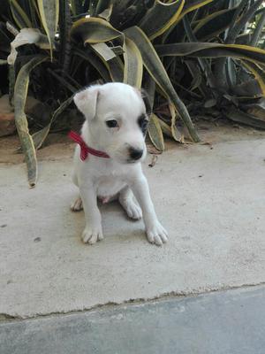 Cachorro Jack Russell Cruce Beagle