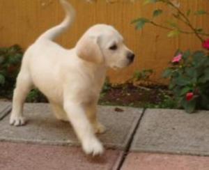 Cachorro Labrador