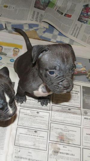 Cachorro Macho Y Hembra American Bully