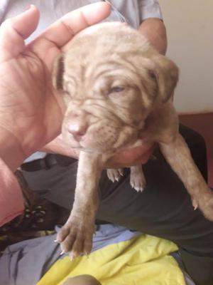 Cachorro Mastin en venta