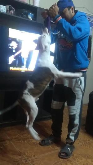 Cachorro Pitbull