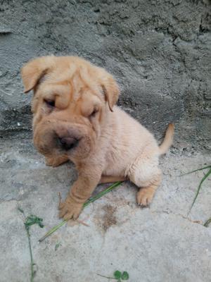 Cachorro Shar Pei