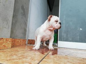 Cachorro bulldog ingls