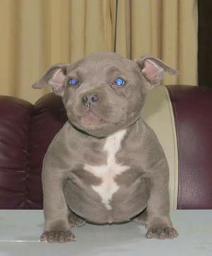 Cachorros American Bully