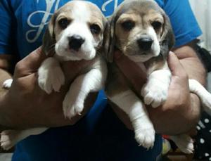 Cachorros Beagle Vacunados