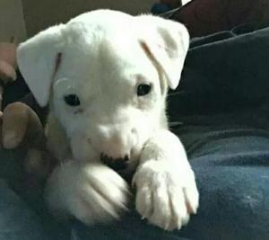 Cachorros Dogo Argentino Negociable