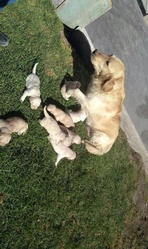 Cachorros Golden Retriver Hermosos