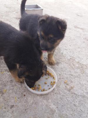 Cachorros Pastor Aleman