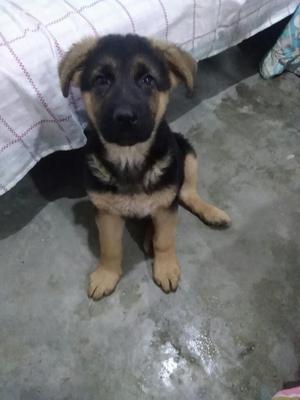 Cachorros Pastor Alemán