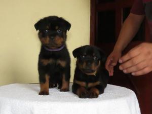 Cachorros Rottweiler top line