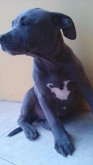 Cachorros pitbull fusin Americam bully