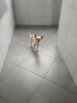 Chihuahua Ofrece Servicios de Monta
