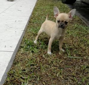 Chihuahua Toy Macho