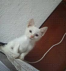 GATO ANGORA GATITOS DERAZA