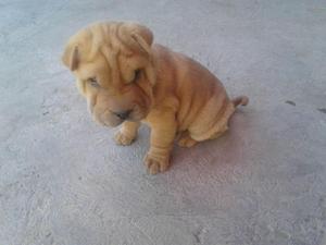 HERMOSOS SHAR PEI