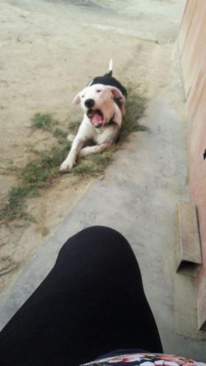 Perro Pampa Argentino para Monta