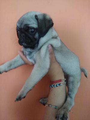 Pugcarlino