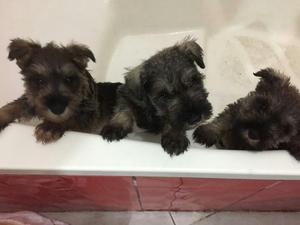 Schnauzer de 2 Meses