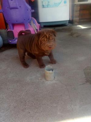 Se Vende Lindo Cachorrito Hembras Harpei