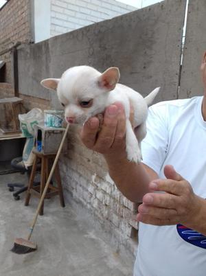 Se Vende Mi Chihuahua Machos