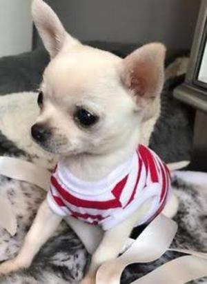 Se Vende Mi Unico Cachorro Chihuahua
