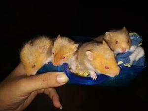 Se Venden Hamsters Bebes Sirios
