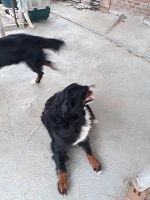 Vendo Cachorros Boyero de Berna