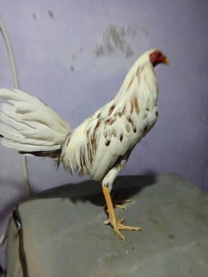 Vendo Gallo