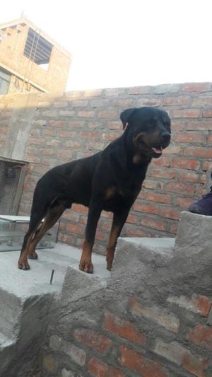 Vendo Rotweiler Machito Carinosito.