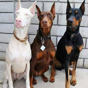 Venta Se Dobermas