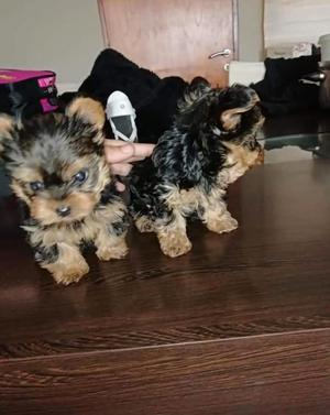 Yorkshire Terrier