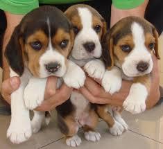 beagle tricolor original