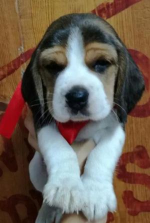 Beagle Raza Pura Negociable