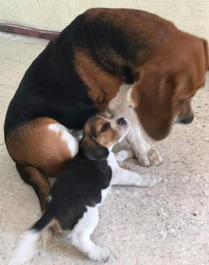 Beagle Tricolor Vacunados Negociable