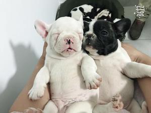Bulldog Frances