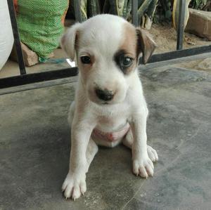 Cachorro Jack Russell Cruce Beagle